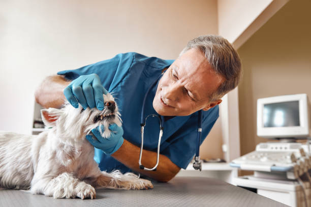 Best Emergency Dental Care for Broken or Chipped Teeth in Hondo, TX